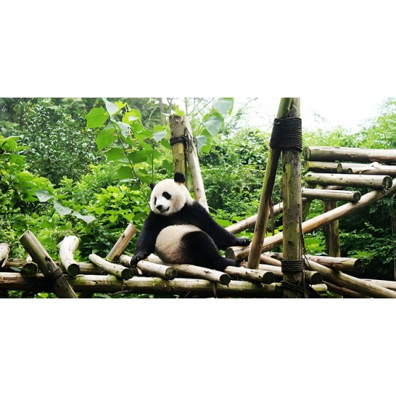 [Included Booking Items]8D magic Chongqing—Hongyadong night view + Wulong sinkhole, your social media will explode!